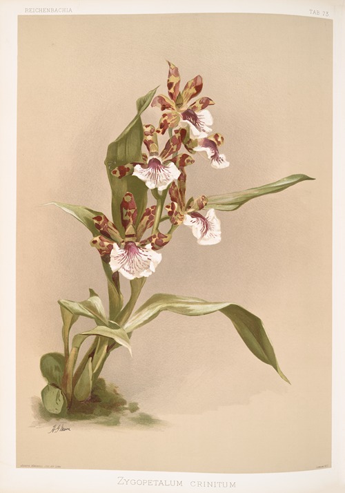 Zygopetalum crinitum.