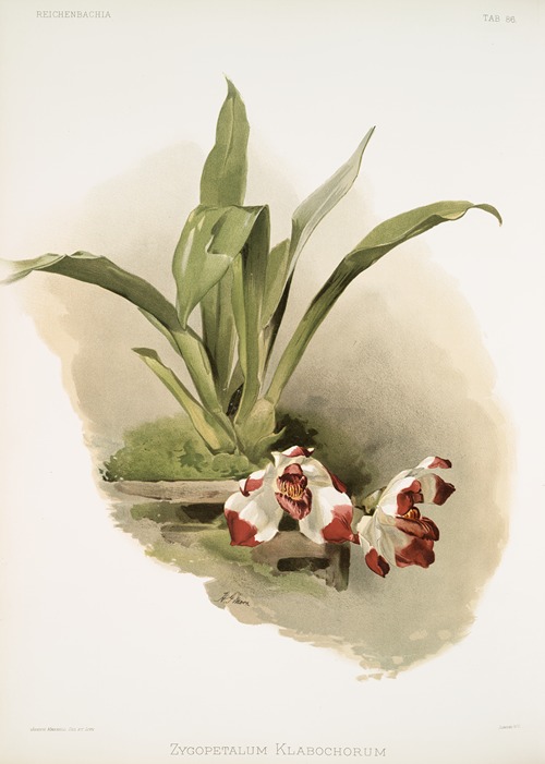 Zygopetalum klabochorum.