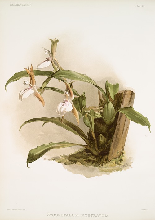 Zygopetalum rostratum.