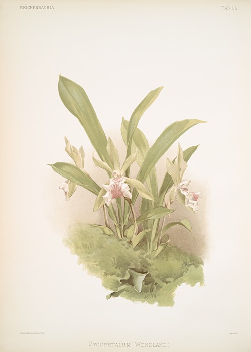 Zygopetalum wendlandi.