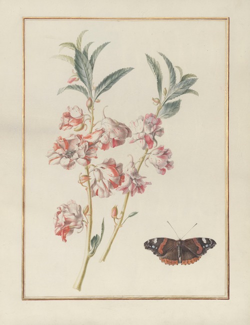 Collection of flower drawings Pl.01