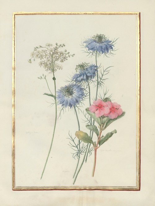 Collection of flower drawings Pl.05