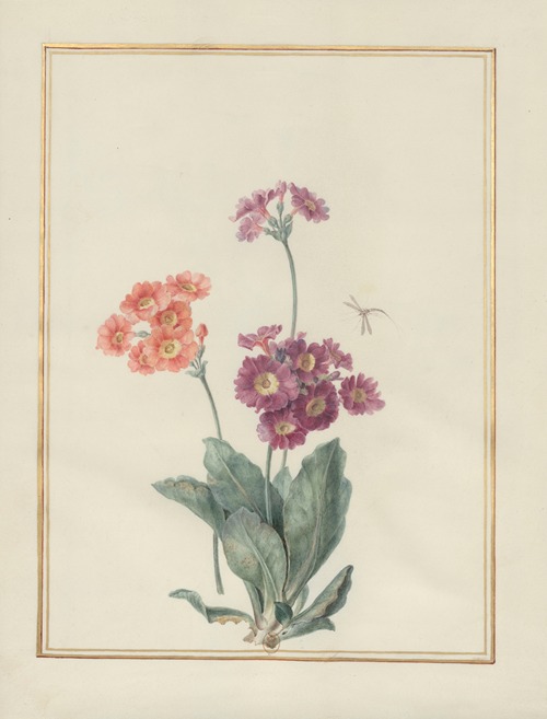 Collection of flower drawings Pl.08