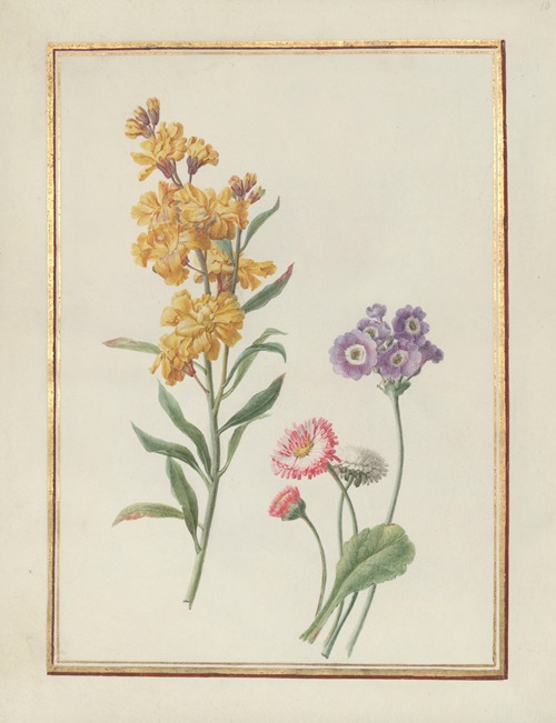 Collection of flower drawings Pl.10