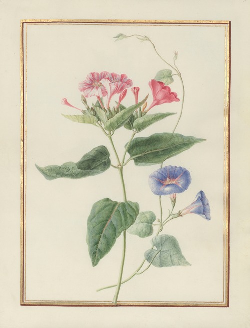 Collection of flower drawings Pl.11