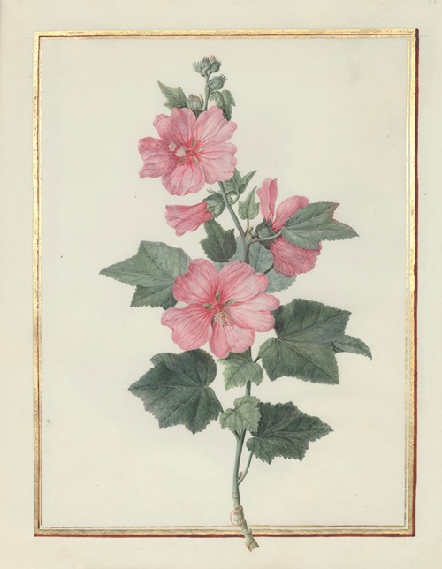 Collection of flower drawings Pl.12