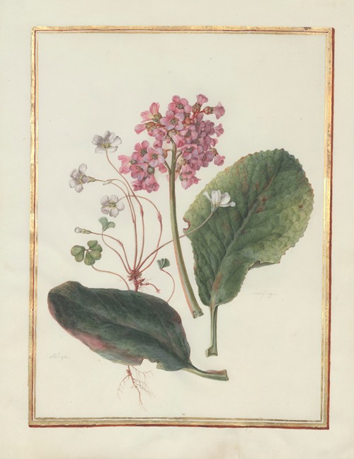 Collection of flower drawings Pl.13