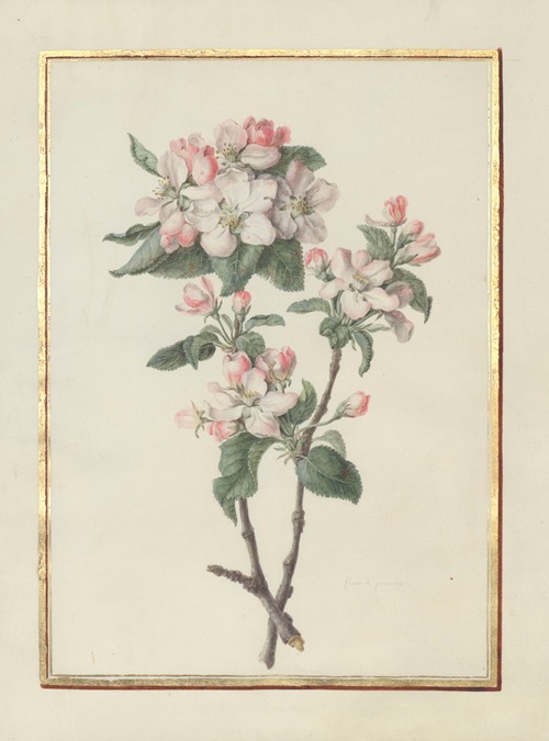 Collection of flower drawings Pl.14