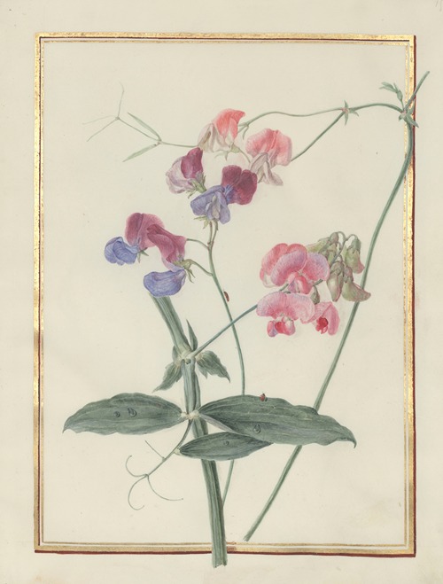 Collection of flower drawings Pl.15