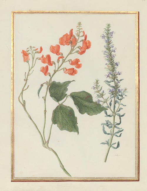 Collection of flower drawings Pl.16