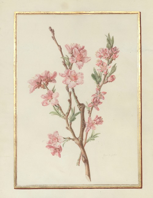 Collection of flower drawings Pl.17