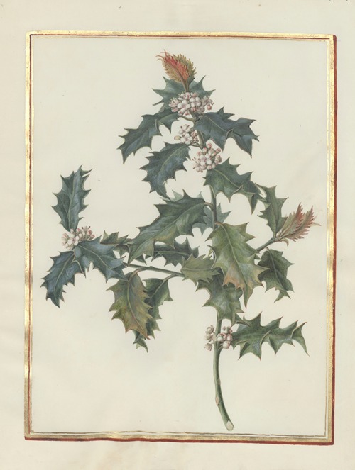 Collection of flower drawings Pl.18