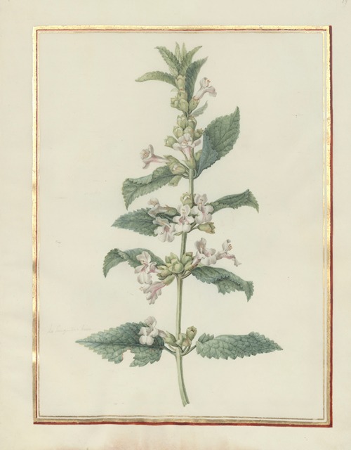 Collection of flower drawings Pl.19