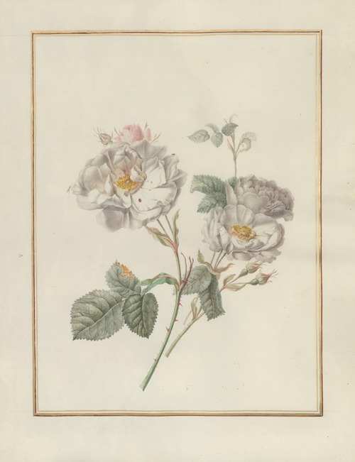 Collection of flower drawings Pl.20