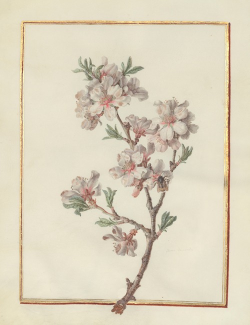Collection of flower drawings Pl.21