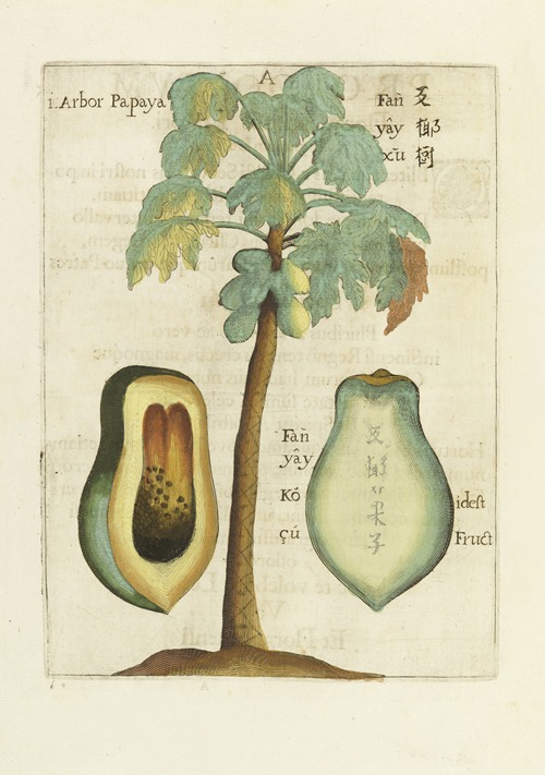 Papaya