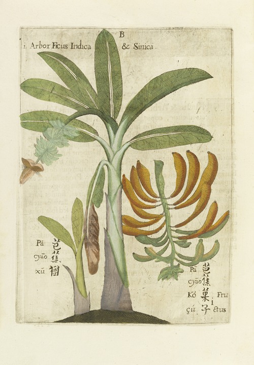 Ficus India & Sinica