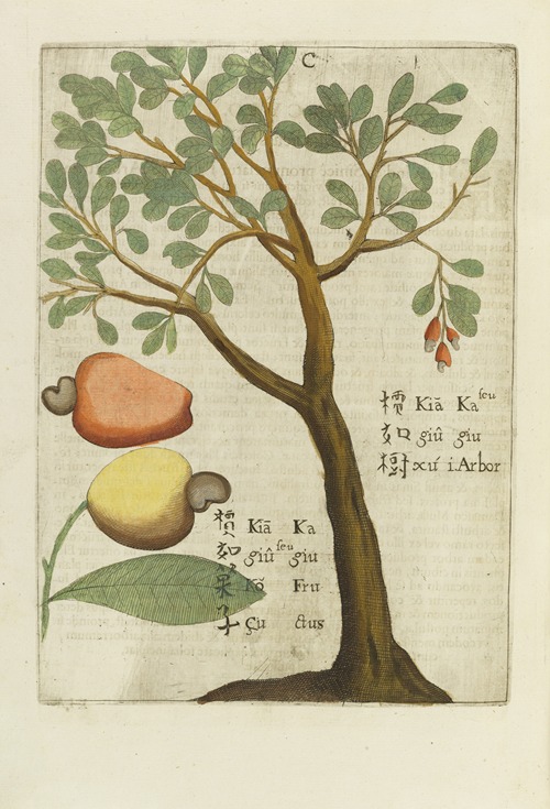Seu Kagiu, Fructus Indicus