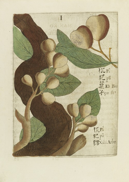 Fructus