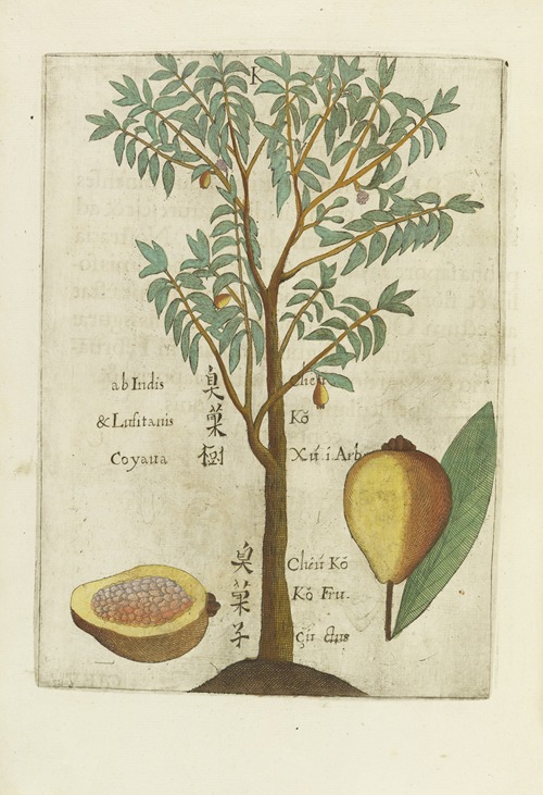 Seu Goyava Fructus