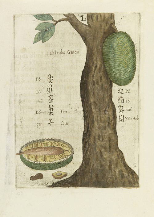 Seu Giaca Fructus