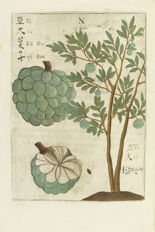 Fructus