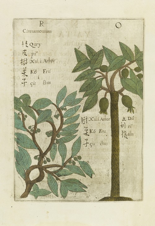 Fructus