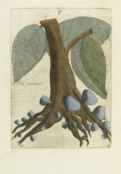 Innominatus Fructus