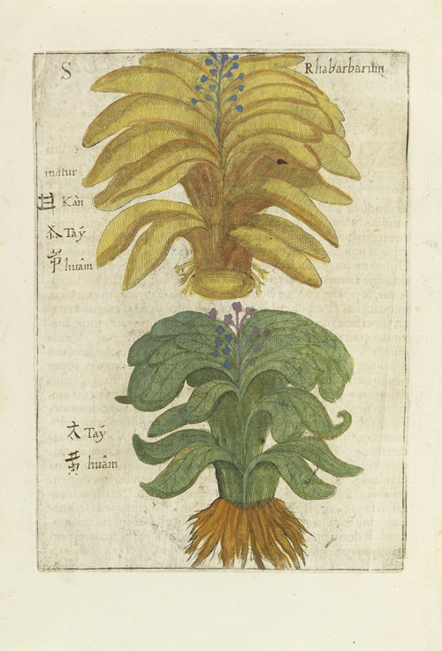 Rhabarbarum