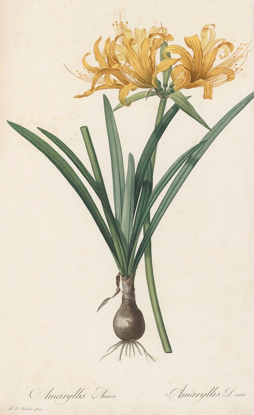 Amaryllis aurea