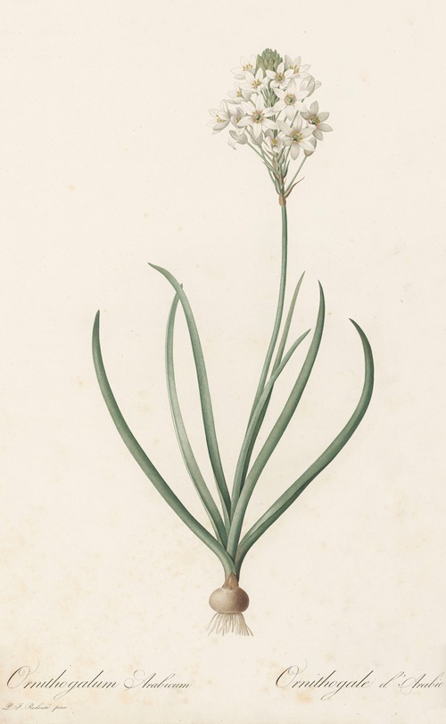 Ornithogalum arabicum