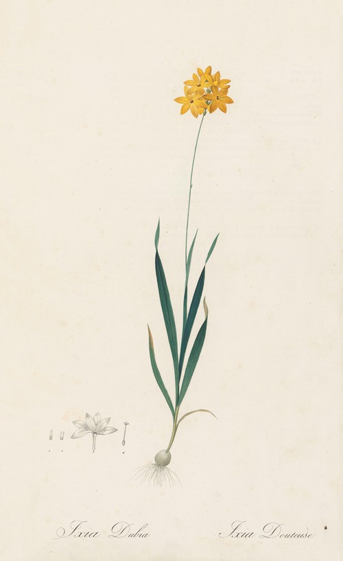 Ixia dubia