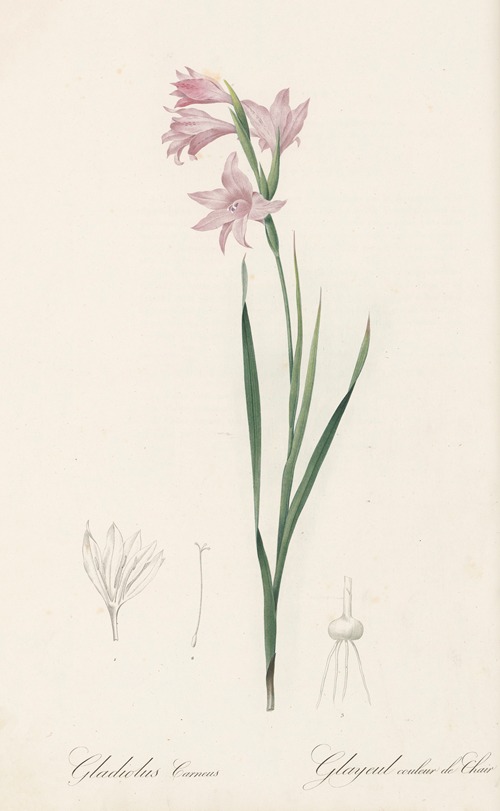 Gladiolus carneus