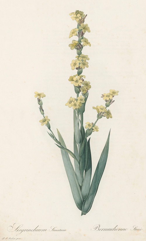 Sisyrinchium striatum