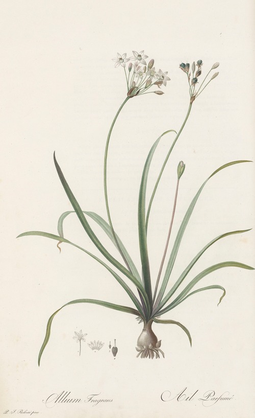 Allium fragrans