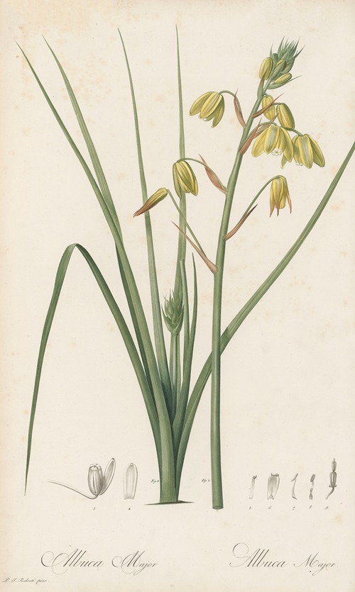 Albuca major