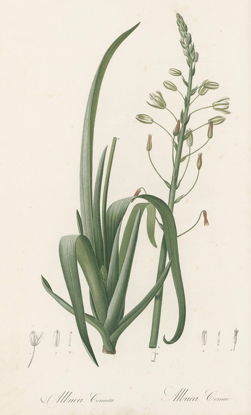 Albuca cornuta