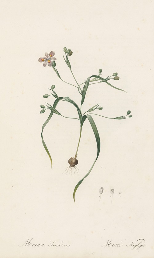 Moraea sordescens