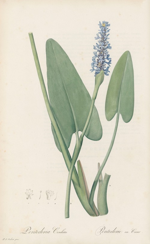 Pontederia cordata
