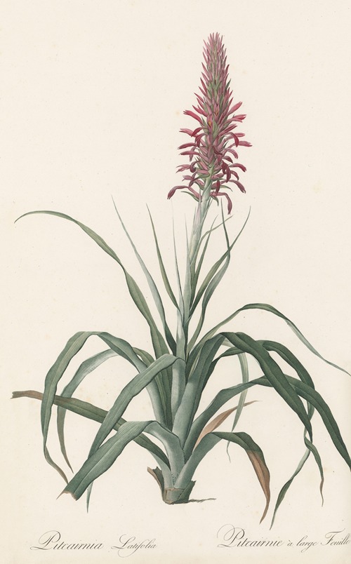 Pitcairnia latifolia