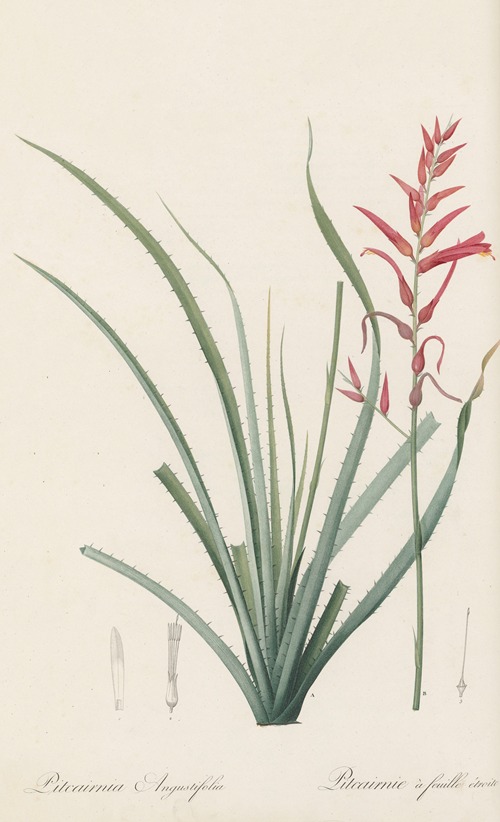 Pitcairnia angustifolia