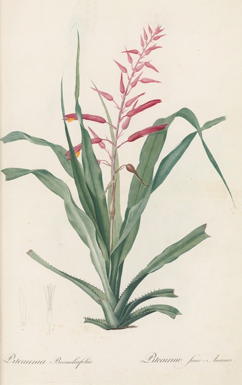 Pitcairnia bromeliaefolia