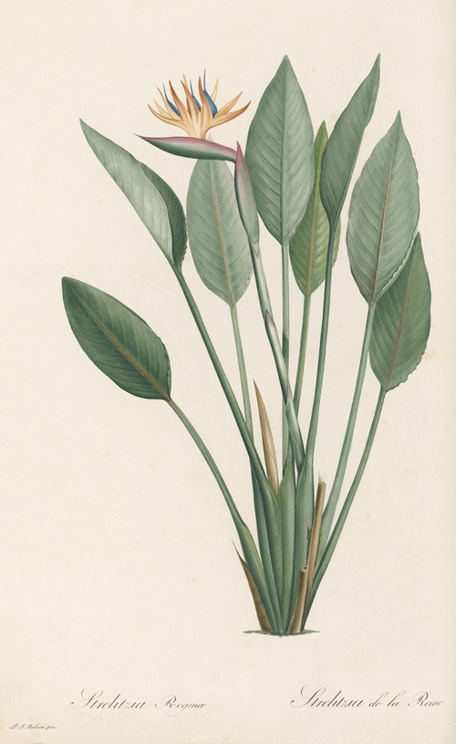 Strelitzia Reginae