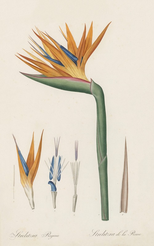 Strelitzia Reginae