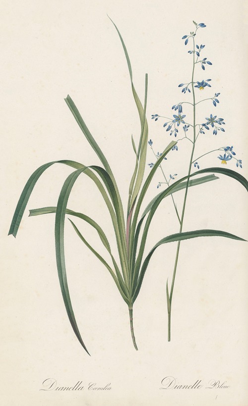 Dianella caerulea