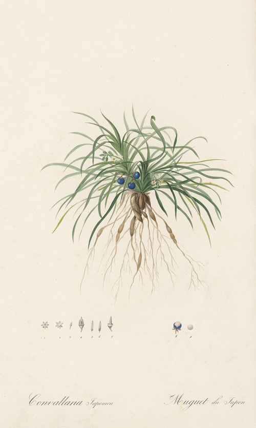 Convallaria japonica