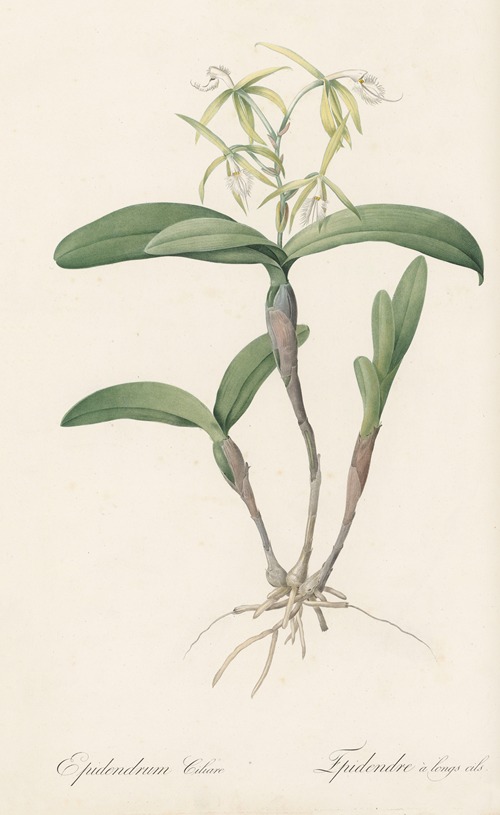 Epidendrum ciliare