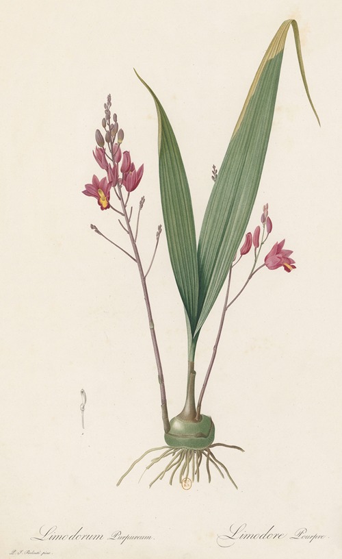 Limodorum purpureum