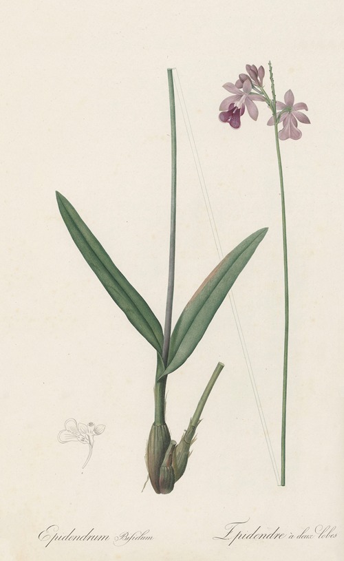 Epidendrum bifidum