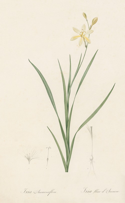 Ixia anemonae flora